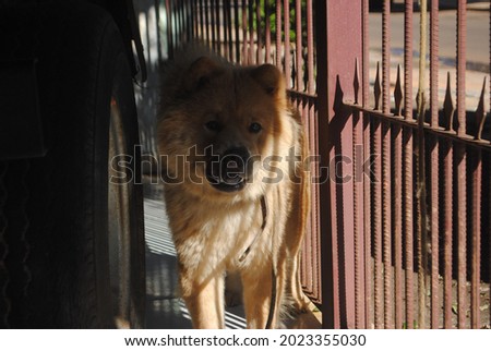 picture of a chow chow dog in a garage
