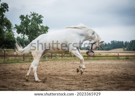 
young playful appaloosa gelding running in the paddock Royalty-Free Stock Photo #2023365929