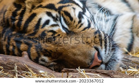Tiger Dreaming on the Floor