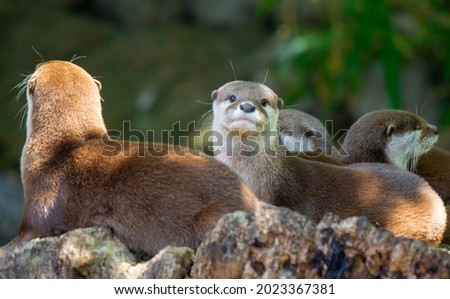 Cute Little Otter with Family