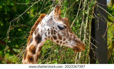 Coy Giraffe Looking at Food