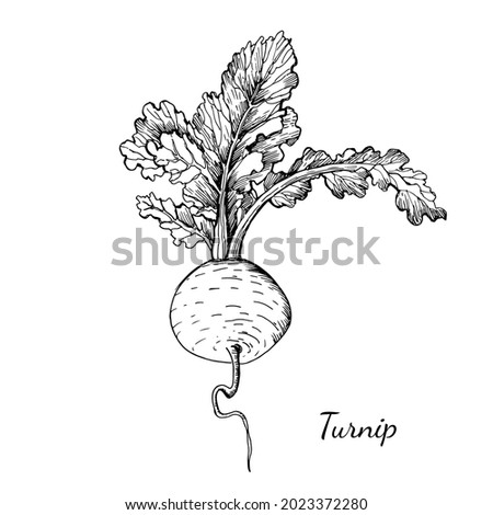 Graphic illustration of Turnip.Graphic botanical sketch. Manual graphics. Vector illustration. Royalty-Free Stock Photo #2023372280