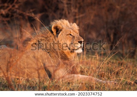 A beautiful large maned African lion lies behind tall grass in in the golden first light (golden hour) of the early morning in the African bush. His appearance is majestic and proud. Royalty-Free Stock Photo #2023374752