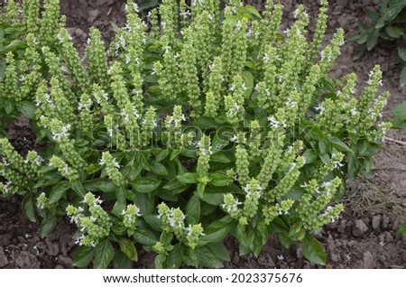 A fresh bush of green basil with flowers grows in the summer garden