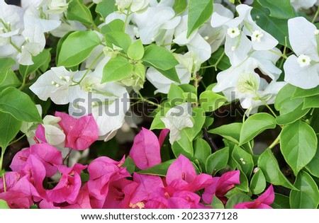 Background of Beautiful Fresh Pink and White Bougainvillea Flowers or Paper Flowers Blooming on The Green Tree. 