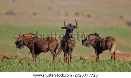 A black wildebeest bull with long horns stands proud between his two cows in a lush green pasture of the African savannah. Royalty-Free Stock Photo #2023379723