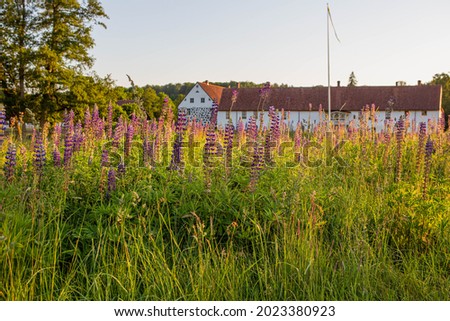Purple lupines grow in front of Hovdala Castle outside Hässleholm, Sweden.