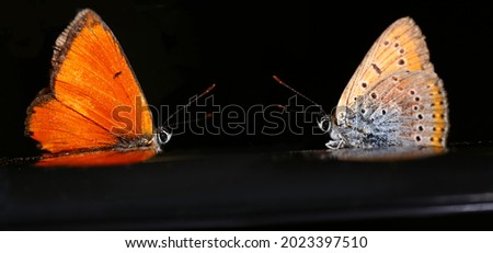 Small multicolored butterflies on a black blurred background