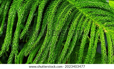 Plants, leaves, tropical plants. Background for design and presentations.