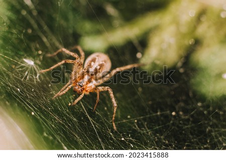 Hairy large spider close-up in its web.