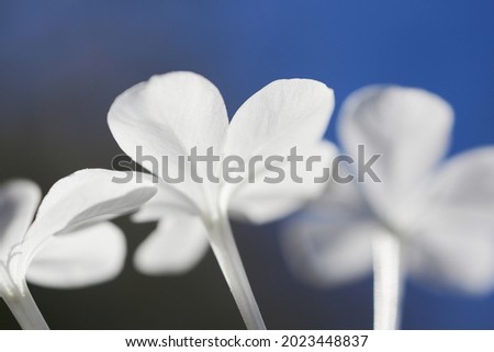 light white flowers with blue sky 