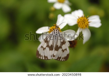 A butterfly sucking honey on the blooming flower