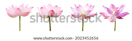 Pink Lotus flower collections isolated on white background. Nature concept For advertising design and assembly. File contains with clipping path so easy to work.