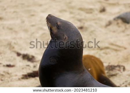 Close-up of a male sea lion sleeping with it's nose up on the air.