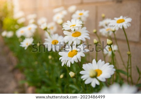 White beautiful daisies on a field in green grass in summer. Oxeye daisy, Leucanthemum vulgare, Daisies, Dox-eye, Common daisy, Dog daisy, Moon daisy. Gardening concept Royalty-Free Stock Photo #2023486499