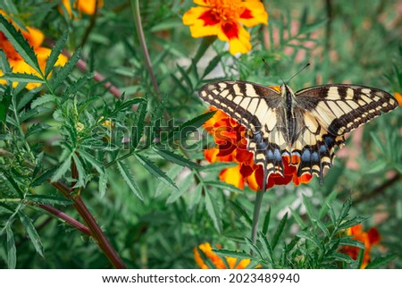 Butterfly Papilio glaucus, the eastern tiger swallowtail.