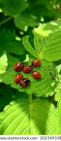 Seven spot ladybugs,cute ladybugs group picture