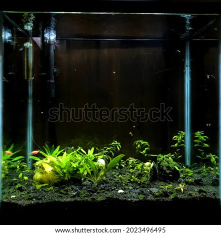 Beautiful planted Fish tank big