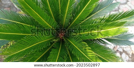 it is a plant used for sago production, as well as an ornamental plant. This plant is named Cycas revoluta, a species of gymnosperm in the family Cycadaceae native to southern Japan.  Royalty-Free Stock Photo #2023502897