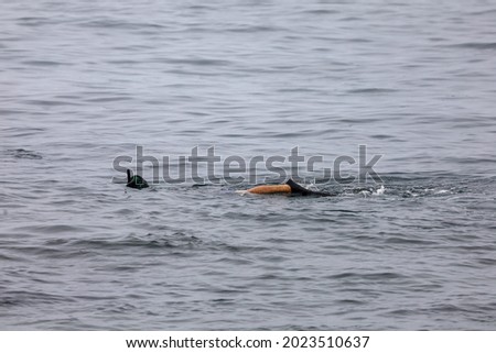 View of a person snorkeling in the ocean in California.