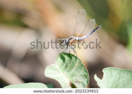 
A yellow dragonfly with a gray tail perches on a leaf with a standing tail