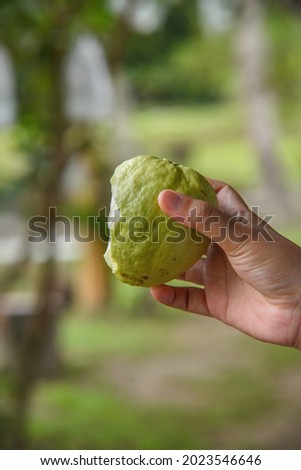 the hand holding the bitten guava.