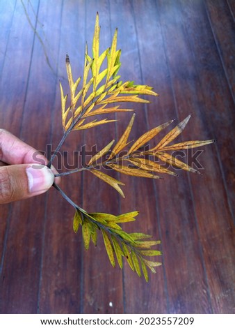 Fall foliage leaf in thee hand 