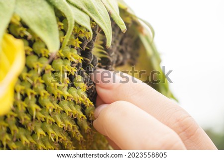 
female hand picks sunflower seeds