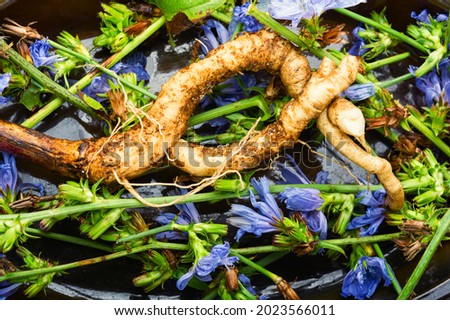Chicory root and chicory flowers.Wild plant in alternative medicine.Cichorium intybus Royalty-Free Stock Photo #2023566011