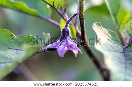 Purple flower on an eggplant in summer. Close-up