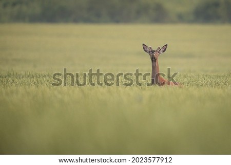 Red deer in grain (Cervus elaphus) stag