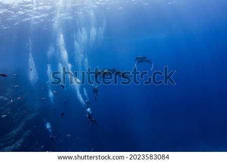 Picture shows a Manta Ray at Isla Revillagigedos, Mexico