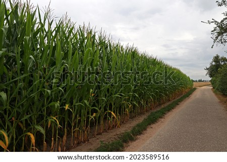 Green corn field on a bright summer day.