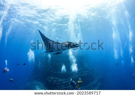 Picture shows a Manta Ray at Ia, Mexico