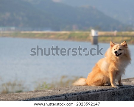 Pomeranian dog sitting on cement with a river in the background.Free space for text. The background.