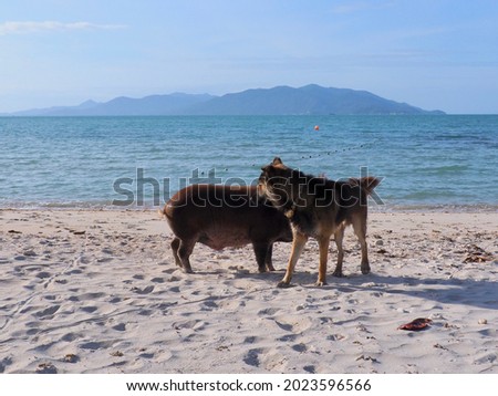 Dog and Pigs on the beach  in sunny day at Thongson Beach, Samui, Thailand. Cute pigs by the sea at Paradise Island.  summer vacation