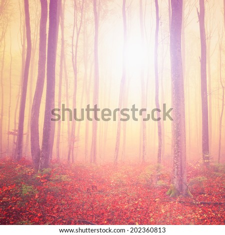 Fantasy light in forest with vintage colors.