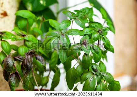 Fresh green basil in a pot grows at home, on the balcony. Green basil leaves are ready for cooking. Fresh herbs for cooking pizza, salads and other food