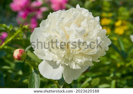 white peony flower,white peony blooms in spring in the garden