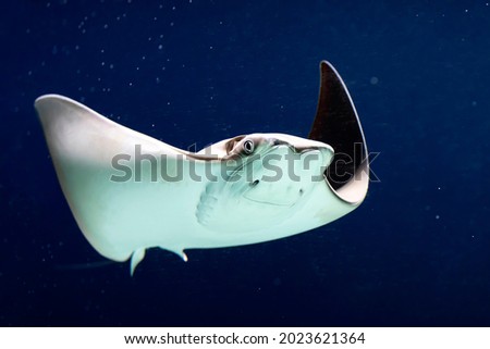 Close up of a Stingray in an aquarium Royalty-Free Stock Photo #2023621364