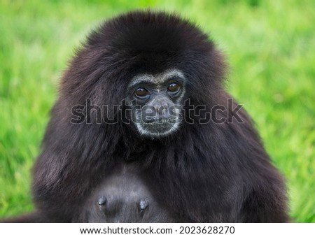 Portrait of sad looking Lar Gibbon, black