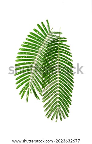 Fresh green leaves look like small leaves along large petioles. green leaves isolated on white background