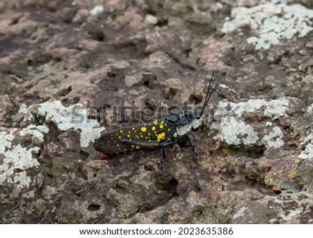 CLOSEUP PICTURE OF A YELLOW-DOTTED GRASSHOPPER