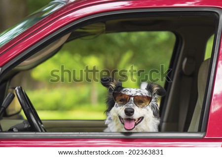 Border collie / Australian shepherd dog in car driver seat with sunglasses looking happy hot excited ready cute adorable  Royalty-Free Stock Photo #202363831