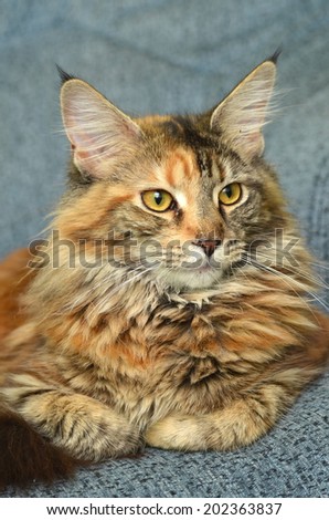 portrait of beautiful young maine coon cat