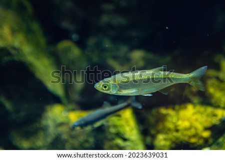 Underwater detail of an Eurasian minnow diving in a river. Eurasian minnow fish swimming under water in a lake provides a glimpse of the aquatic life or world for aquarium and fishing enthusiasts Royalty-Free Stock Photo #2023639031