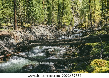 Scenic alpine landscape with mountain river in wild autumn forest in sunshine. Vivid autumn scenery with beautiful river among trees and thickets in sunny day. Mountain brook in woods in fall time.