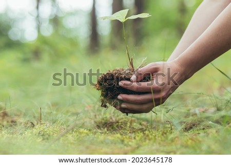 A woman plants a small oak tree in the forest, a volunteer helps to plant new trees in the forest, close-up photo