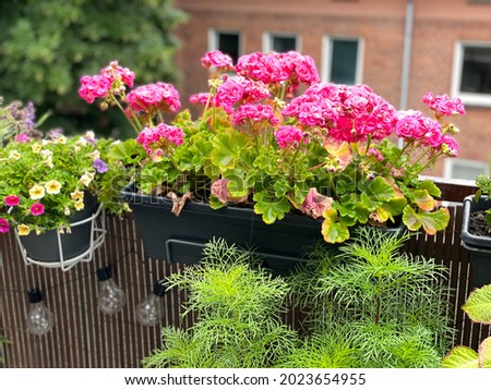 Blooming vibrant pink geranium pelargonium flowers in decorative flower pot hanging on a balcony fence, spring summer balcony garden with blooming flowers Royalty-Free Stock Photo #2023654955