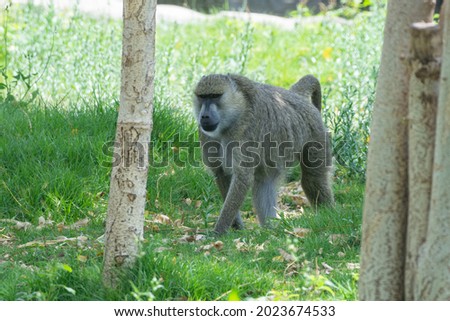 Chacma Baboon (Papio Ursinus) or Cape Baboon close up walking in African grassland.